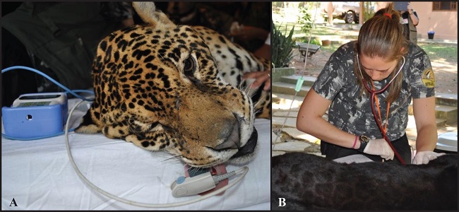 Monitoring of captive Panthera onca individuals
							chemically restrained with a combination of tiletamine, zolazepam,
							detomidine, and atropine with doses calculated by means of interspecific
							allometric scaling. A - Pulse oximeter sensor placed on the tongue of
							the animal for assessment of oxyhemoglobinsaturation. B - Thorax
							auscultation of a melanistic specimen.