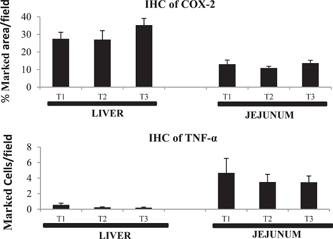Immunohistochemical analysis (IHC) of COX-2- and TNF-α-
							expressing cells on liver and jejunum of weaning piglets exposed to T1 -
							basal diet (control), T2 - multi-mycotoxin diet, and T3 - T2 plus an
							anti-mycotoxin additive for 21 days of experiment (n=8).