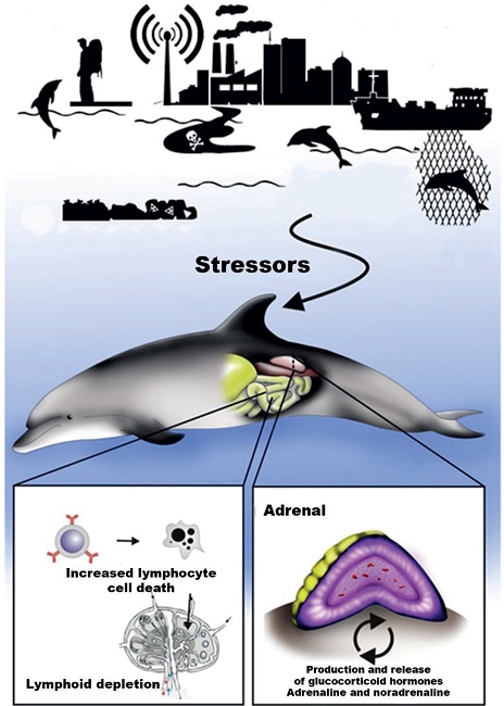 Response to stressors in cetaceans through the release of
								glucocorticoid hormones and consequent lymphoid depletion.