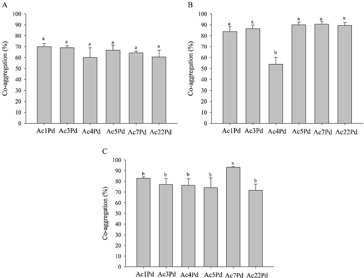 Co-aggregation of P. pentosaceus isolates with
									L. monocytogenes ATCC 7644 (A), L.
									sakei ATCC 15521 (B) and E. faecalis
								ATCC 19444 (C). Mean values followed by the same letter did not
								differ statistically according to the Scott-Knott test at 5%
								probability.