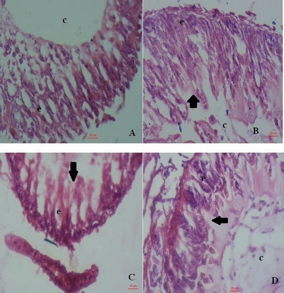 Photomicrograph of the midgut of Apis mellifera
							(binocular biological microscope, Zeiss Primo Star, with a digital
							camera to capture images; 40× magnification). Worker bees fed
							with: A) Pure candy paste; B) Candy paste + Bt 1 - IPS 82, C) Candy
							paste + Bt 2 - BR 81, D) Candy paste + Bt 3 - BR 147. e = Epithelial
							linning; c = Cavity of the midgut.