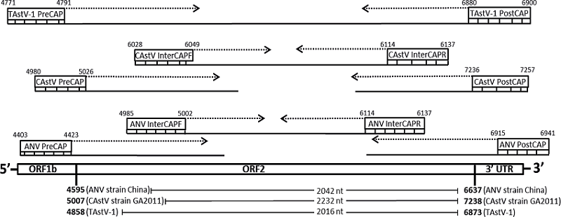 Schematic representation of the complete ORF2 sequencing strategy. Arrows
						represents the direction of nucleotide addition for each new DNA strand
						created. Dashed lines represent the estimated fragment to be generated by
						the primer. Solid lines represents the DNA fragment generated.