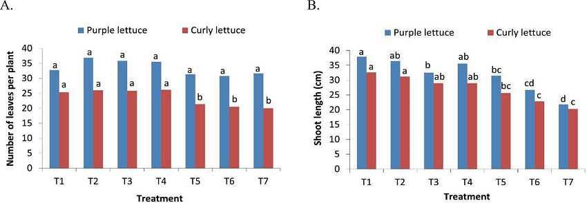 Number of leaves (A) and shoot length (B) of curly and purple
							lettuces, as a function of the treatments.