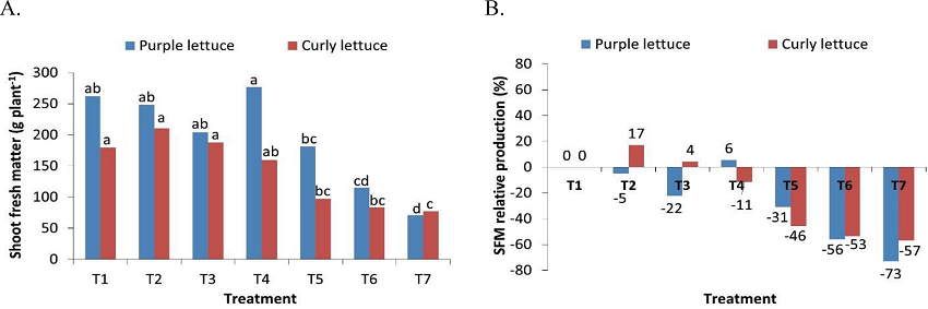 Shoot fresh matter (A) and relative production (B) of curly and
							purple lettuces, as a function of the treatments.
