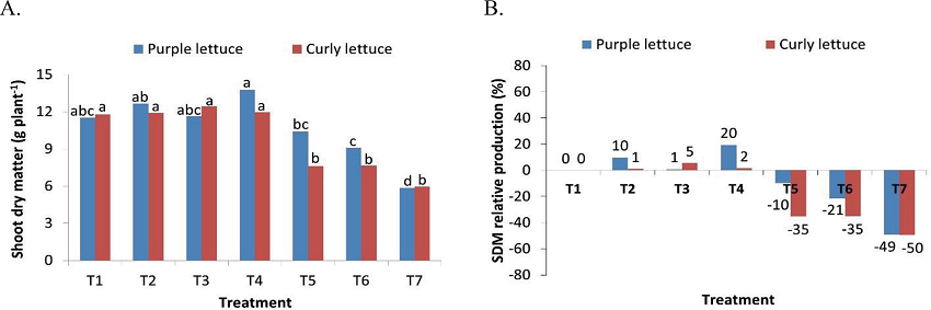 Shoot dry matter (A) and relative production (B) of curly and purple
							lettuces, as a function of the treatments.