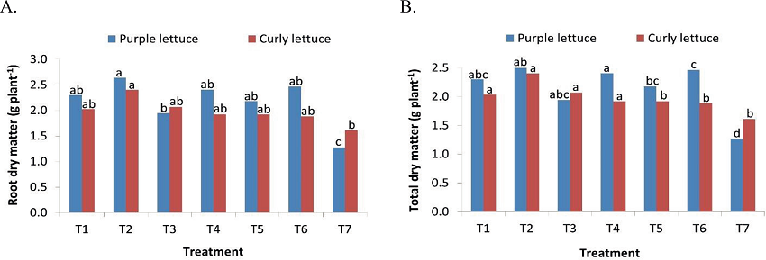 Root dry matter (A) and total dry matter (B) of curly and purple
							lettuces, as a function of the treatments.