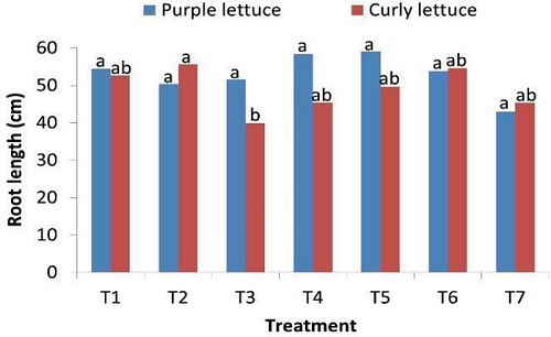 Root length for curly lettuce and purple lettuce, as a function of
							the treatments.