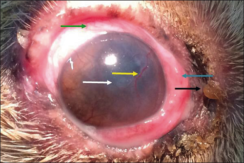 Eye of a dog with uveitis, showing conjunctive chemosis (blue arrow),
							episcleral injection (green arrow), corneal neovascularization (yellow
							arrow), corneal edema (white arrow), and purulent secretion (black
							arrow).
