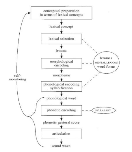 Levelt et al. (1999) model of word retrieval