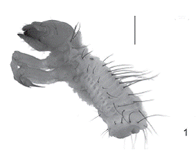   Passalus (Pertinax) gravelyi. (1) Larva of first instar, lateral view.  