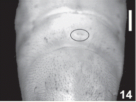Nine ventrite abdominal larvae, ventral view, showing the terminal Ampulla with the circles. (14) Odontotaenius zodiacus  (Truqui, 1857). Scale bars = 1.0 mm.
