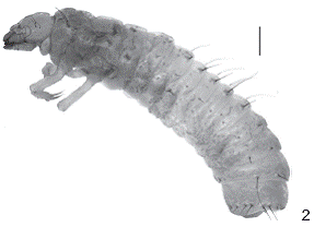   Passalus (Pertinax) gravelyi. (2) Larva of third instar, lateral view. Scale bars = 1.0 mm.