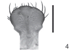   Passalus (Pertinax) gravelyi. (4) Epipharyx, ventral view. Scale bars = 1.0 mm.  