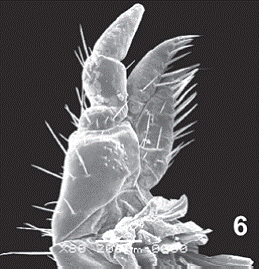   Passalus (Pertinax) gravelyi. (6) Maxillae, dorsal view.  
