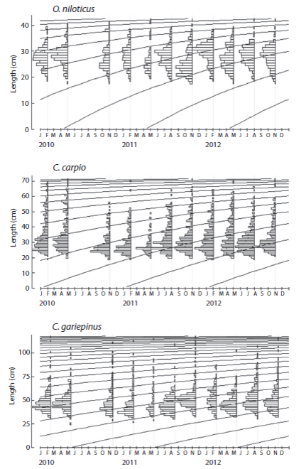 von Bertalanffy growth curves of fishery target species in Lake Koka derived from the ELEFAN analysis with the mean of jackknife estimates.