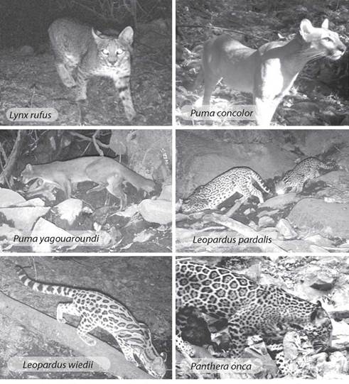 Felinos silvestres registrados mediante c&aacute;maras-trampa en la regi&oacute;n de estudio