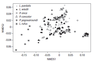 An&aacute;lisis de escalamiento multidimensional no m&eacute;trico que muestra la distribuci&oacute;n de los registros de felinos en un espacio en funci&oacute;n de un conjunto de siete variables ambientales. Mientras que la mayor&iacute;a de las especies muestran un importante traslape en su distribuci&oacute;n, el lince (Lynx rufus)  se distingue por ser el que muestra una mayor diferenciaci&oacute;n en su distribuci&oacute;n.