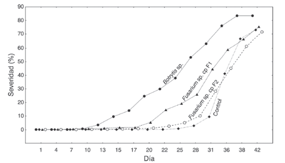 Severidad de las cepas de Botrytis  sp., Fusarium  sp. Fl y Fusarium  sp. - F2, evaluada en hojas sanas de E. paipana  y E. nemekenei  durante 42 d&iacute;as.  