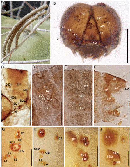 Estados inmaduros de Cactoblastis doddi  (huevo - larva IV). (A) Huevos. Larva I: (B) cabeza; (C) prot&oacute;rax; (D) mesot&oacute;rax; (E) s&eacute;ptimo segmento abdominal; (F) segmento caudal. Larva II: (G) mesot&oacute;rax; (H) s&eacute;ptimo segmento abdominal. Larva III: (I) mesot&oacute;rax. Larva IV: (J) s&eacute;ptimo segmento abdominal. A1= seta anterior 1; A2= seta anterior 2; A3= seta anterior 3; AF1= seta adfrontal 1; AF2= seta adfrontal 2;   b ,   c ,   f =manchas abdominales; C1= seta clipeal 1; C2= seta clipeal 2; D1= seta dorsal 1; D2= seta dorsal 2; ea= escudo anal; esp= espir&aacute;culo; F1= seta frontal 1;   g ;   h ;   i =manchas mesotor&aacute;cicas; L1= seta lateral; L2= seta lateral 2; L3= seta lateral 3;   k = mancha protor&aacute;cica; P1= seta posterior 1; P2= seta posterior 2; plr= placa rectangular; SD1= seta subdorsal 1; SD2= seta subdorsal 2; so= setas ocelares; XD1= seta protor&aacute;cica 1; XD2= seta protor&aacute;cica 2. Escalas: A: 5 mm; B-J: 0.25 mm.