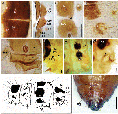 Estados inmaduros de Cactoblastis doddi  (larva V - pupa). Larva V: (A) escudo protor&aacute;cico; (B) metat&oacute;rax; (C) s&eacute;ptimo segmento abdominal. Larva VI: (D; E) s&eacute;ptimo segmento abdominal. Larva VII: (F) prot&oacute;rax y mesot&oacute;rax; (G) s&eacute;ptimo segmento abdominal; (H) segmento caudal; (I) patr&oacute;n de manchas establecido por McFadyen, 1985. (J) Pupa hembra;   a ,   b ,   c ,   d ,   e ,   f = manchas abdominales; cg= cicatriz genital; D1= seta dorsal 1; D2= seta dorsal 2; ea= escudo anal;   h ;   i= manchas mesotor&aacute;cicas;   k =mancha protor&aacute;cica; L1= seta lateral 1; L2= seta lateral 2; L3= seta lateral 3; ma= mancha anterior; SD1= seta subdorsal 1; SD2= seta subdorsal 2; XD1= seta protor&aacute;cica 1. Escalas: A-H: 0.25 mm; J: 1mm.  