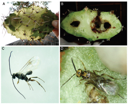 Estado larval de C. doddi: da&ntilde;o y parasitoides larvales. (A, B) Vista general y corte transversal de un cladodio infestado. (C) Apanteles opuntiarum. (D) Habrobracon  sp.