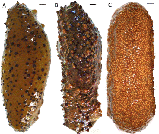 a) Isostichopus badionotus. b) Stichopus  sp. c) Stichopus hermanni. Escala: 1cm.