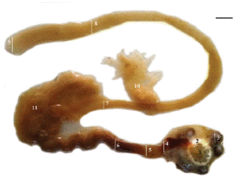 Anatomía macroscópica del intestino de I. badionotus. Cortes longitudinales y transversales para el procesamiento histológico del tubo digestivo: 1: Faringe; 2: Anillo calcáreo; 3: Tentáculos; 4: Esófago; 5: Estómago; 6: Intestino anterior; 7: Intestino medio; 8: Intestino posterior; 9: Ano; 10: Gónada; 11: Tejido mesentérico. Escala: 1 cm.