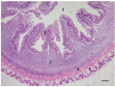 Panorámica del tejido digestivo con vellosidades uniformes separadas por criptas que asientan sobre tejido conjuntivo laxo o lámina propia. 1: Lumen intestinal; 2: Epitelio luminal; 3: Tejido conjuntivo; 4: Tejido muscular; 5: Epitelio exterior o celómico. H-E. Escala: 10 mm.