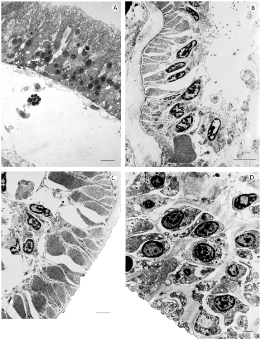 Fotomicrografía de intestino de Isostichopus  sp. A. Vista panorámica que muestra un fragmento de tejido intestinal. MOAR. B. Electromicrografía que muestra un epitelio cilíndrico (EpC), con pocas microvellosidades (mv), con los núcleos (n) en la mitad superior de la célula. La membrana basal es aparente. L: Lumen intestinal. C. Enterocitos con un gran núcleo apical. D. Epitelio intestinal que muestra celomocitos. Ultraestructura. Escala: 5mm.
