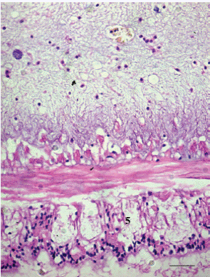 Corte histológico de la región anterior del TD de S. hermanni. Se evidencia el plexo neural, que muestra fibras nerviosas inervadas al tejido muscular que soporta el tubo digestivo. H-E. Escala: 10 mm.