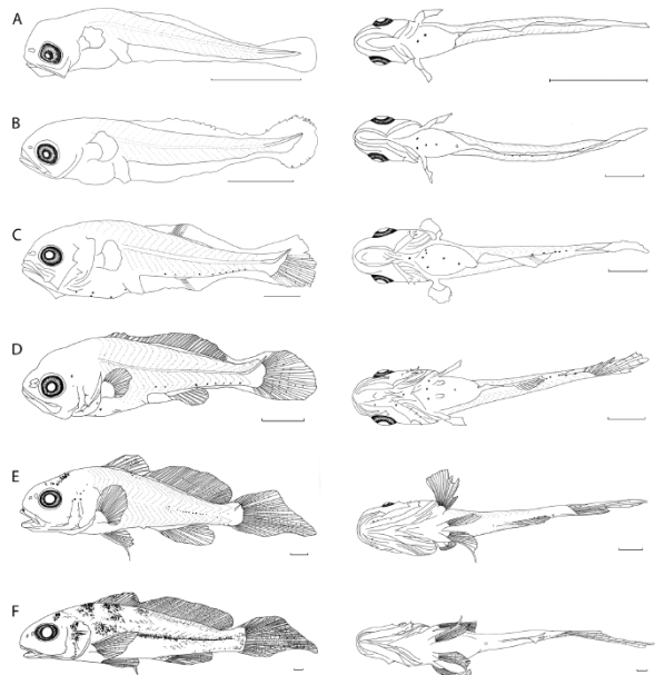 Early development of Pachyurus bonariensis, ventral and lateral views. (A) preflexion (3.15 mm); (B) early flexion (3.92 mm); (C) late flexion (5 mm); (D) early postflexion (6.71 mm); (E) late postflexion (11.57 mm); and (F) juvenile (27.80 mm) (Scale: 1 mm).