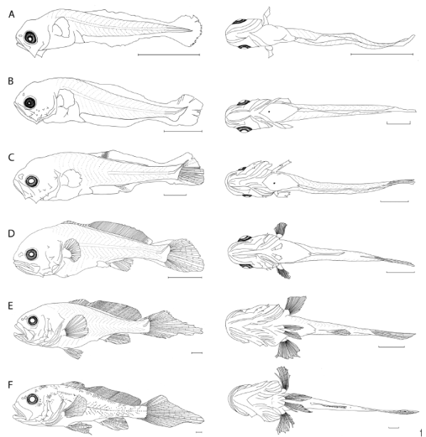Early development of Plagioscion ternetzi, ventral and lateral views. (A) preflexion (2.85 mm); (B) early flexion (4.70 mm); (C) late flexion (5.5 mm); (D) early postflexion (6.43 mm); (E) late postflexion (10.71 mm); and (F) juvenile (20 mm) (Scale: 1 mm).