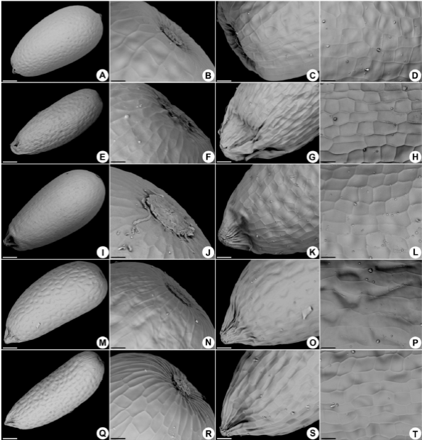 Morfolog&iacute;a de semillas de Comanthera. A-D. C. brasiliana. E-H. C. brunnea. I-L. C. linearis. M-P. C. magnifica. Q-T. C. suberosa. Barras: A, M = 63 um; E, I, Q = 79 um; B, F, J, N, R = 16 um; C, G, K, O, S = 26 um; D, H, L, P, T = 16 um. 