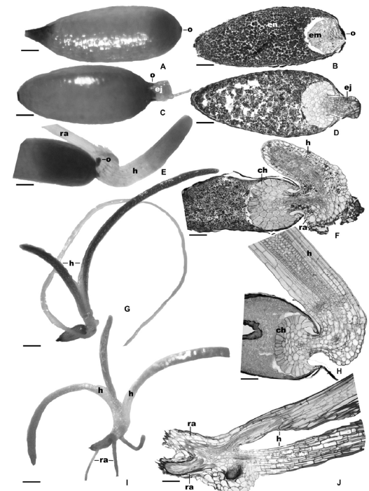 Morfolog&iacute;a y anatom&iacute;a del desarrollo post-seminal de Comanthera. A-B. C. suberosa, semillas embebidas. C-D. C. linearis, semillas despu&eacute;s de dos d&iacute;as de germinaci&oacute;n. E. C. suberosa e F. C. linearis, pl&aacute;ntulas despu&eacute;s de aproximadamente 10 d&iacute;as de germinaci&oacute;n. G. C. suberosa e H. C. brunnea, pl&aacute;ntulas despu&eacute;s de 15 d&iacute;as de germinaci&oacute;n. I. C. magnifica y J. C. suberosa, pl&aacute;ntulas cerca de 28 d&iacute;as despu&eacute;s de germinar. (ch) c&eacute;lulas haustoriales, (ej) eje embrionario, (em) embri&oacute;n, (en) endospermo, (h) hoja, (o) op&eacute;rculo, (ra) ra&iacute;z adventicia. Barras: A-C = 0.16 mm; E = 0.20 mm; G-I = 0.60 mm; B = 18.43 urn; D, J = 36.9 urn; F-H = 37.4 urn. 