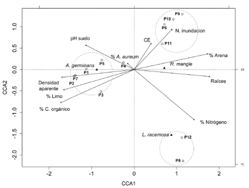 Análisis de Correspondencia Canónica (CCA) de 12 parcelas permanentes con cuatro especies de mangle y nueve variables físicas en la Bahía de Cispatá, Colombia. Los círculos representan las especies, los triángulos las parcelas, y las variables son representadas por flechas. Los dos primeros ejes explican 99.7 % de la varianza, y los autovalores fueron 0.6259 y 0.02795, para el primer y segundo eje respectivamente