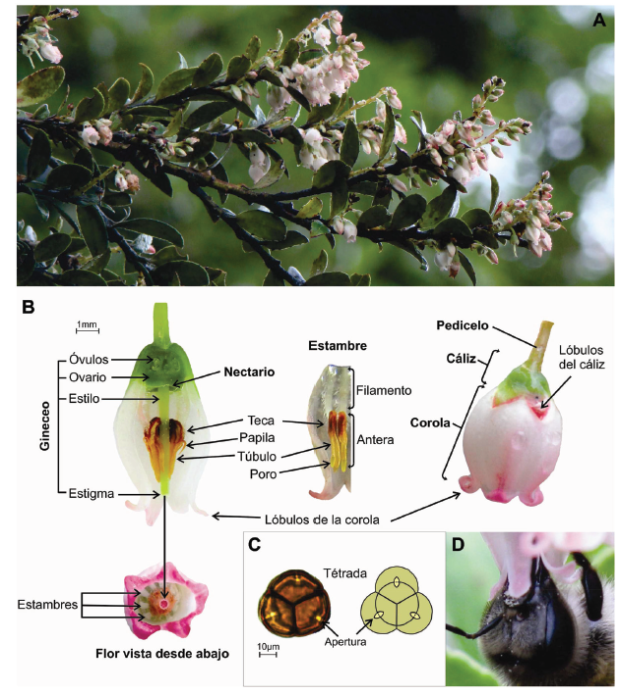 Inflorescencia (A), morfolog&iacute;a de flor (B) y grano de polen (C) de Vaccinium meridionale. Deposici&oacute;n de polen sobre la cabeza de Apis mellifera, especie que no puede hacer vibrar las anteras para la liberaci&oacute;n del polen (D) 