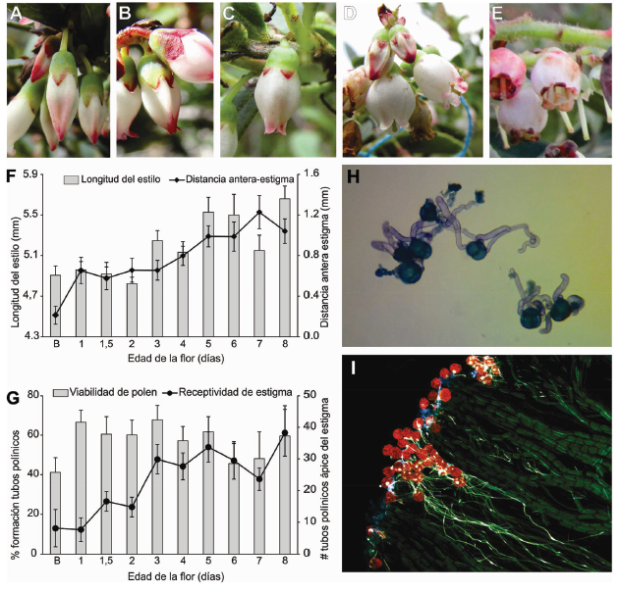 Flores de Vaccinium meridionale en diferentes edades (A. Bot&oacute;n, B. 1 d&iacute;a, C. 1.5 d&iacute;as, D. 3 d&iacute;as, E. Flor senescente de 10 d&iacute;as). Caracter&iacute;sticas morfol&oacute;gicas (F. longitud del estilo y distancia antera-estigma) y funcionales (G. Receptividad de estigma y Viabilidad de polen) en diferentes edades de la flor. Granos de polen germinados en soluci&oacute;n de sacarosa (15 %) para medir viabilidad de polen (H) y formaci&oacute;n de tubos pol&iacute;nicos en el &aacute;pice del estilo para medir receptividad de estigma, observados en microscopio de fluorescencia (I). Las barras y l&iacute;neas muestran promedio (&plusmn; error est&aacute;ndar) 