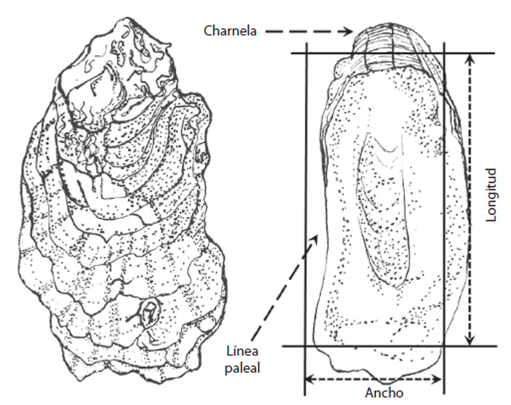 Izquierda a) Vista exterior de la valva. Derecha b) Vista interna de la valva. Fig. 2: Left. a) External view of valve. Right. b) Internal view of valve.