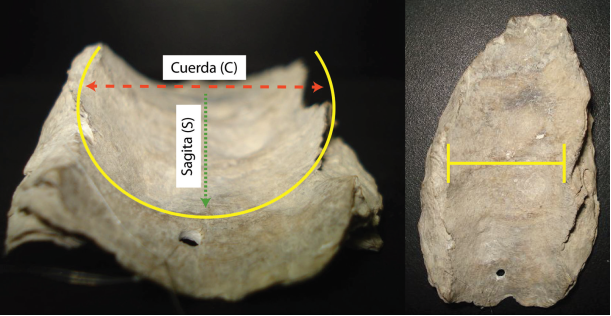 Izquierda. a) Modelo geom&eacute;trico. Derecha. b) Marca de la ra&iacute;z