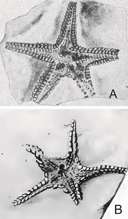 A. Pentasteria (Archastropecten) wilckensi (de Loriol, 1905) (from de Loriol, 1905: pl. 3, Fig. 8). B. Argentinaster bodenbenderiRuedemann, 1916 (Holotype, from Ruedemann, 1916: pl. 18, Fig. 6).