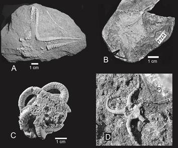 A. Astropecten sp. (photo from the authors). B. Marginix yachalensis (Ruedemann, 1916), rubber pull from the Holotype (see also comment in Haude 1999) (photo from Ed Landing, NYSM). C. Ophioderma bonaudoaeMartínez & del Río, 2008, Holotype (photo from the authors). D. Ophiocrossota kollembergorumCaviglia, Martínez & del Río, 2007, specimen w/n in the field (photo from the authors).