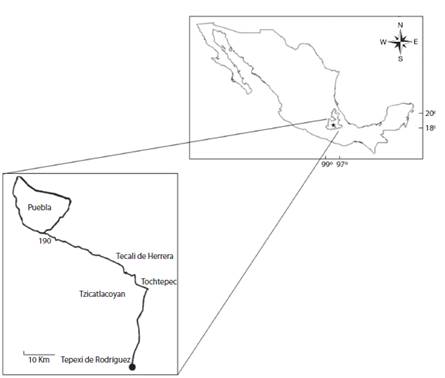 Location of Tlayuna quarries (18° 35’ N - 97° 56’ W), in Mexico, in the state of Publa,n in the paleontological sone near Tepexi de Rodriguez.
