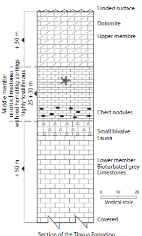 A stratigraphic section of the Tlayua Formation with an enlargement of the Middle member, showing the approximate location of the fossil asteroids described this paper.