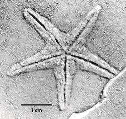 Astropecten sp. from Tepexi de Rodriguez, Puebla, Mexico, IGM-3742