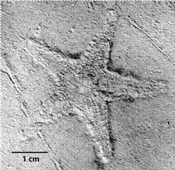 Astropecten sp. from Tepexi de Rodriguez, Puebla, Mexico, IGM-3743.