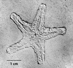 Astropecten sp. from Tepexi de Rodriguez, Puebla, Mexico, IGM-3744