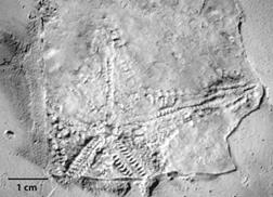 Plutonaster sp. from Tepexi de Rodriguez, Puebla, Mexico, IGM-3745.