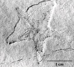 Tamaria sp. from Tepexi de Rodriguez, Puebla, Mexico, IGM-3746.
