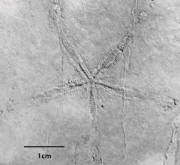 Ophidiaster sp. from Tepexi de Rodriguez, Puebla, Mexico, IGM-3747.