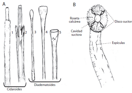 A- tipos de pedicelarios. B- podio ambulacral (Tomado de D&rsquo;yakonov, 1969). Fig. 10. A- types of pedicellariae. B- tubefeet (from D&rsquo;yakonov, 1969).